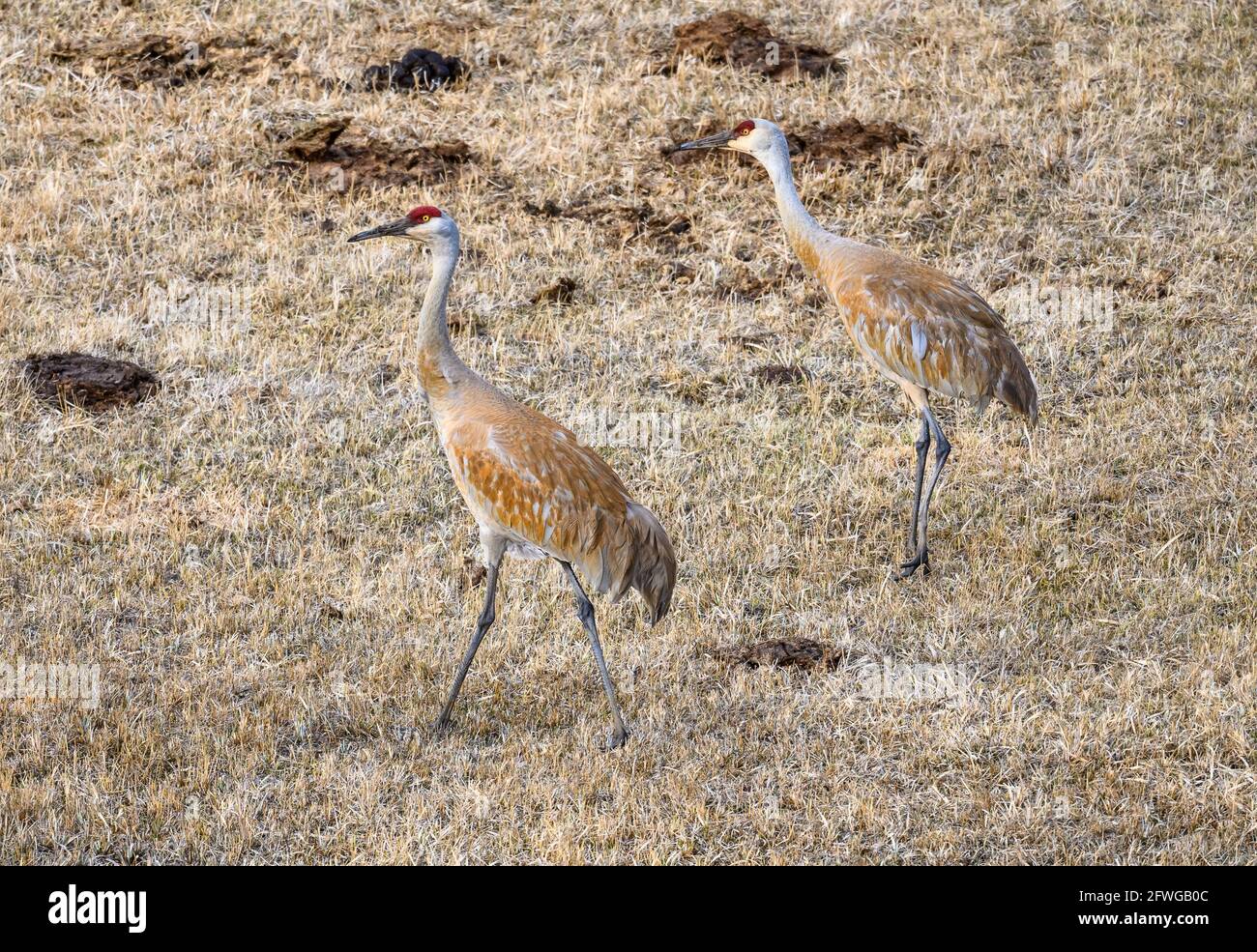 Grues du Canada (Antigone canadensis) en pâturage en champ ouvert. Colorado, États-Unis. Banque D'Images