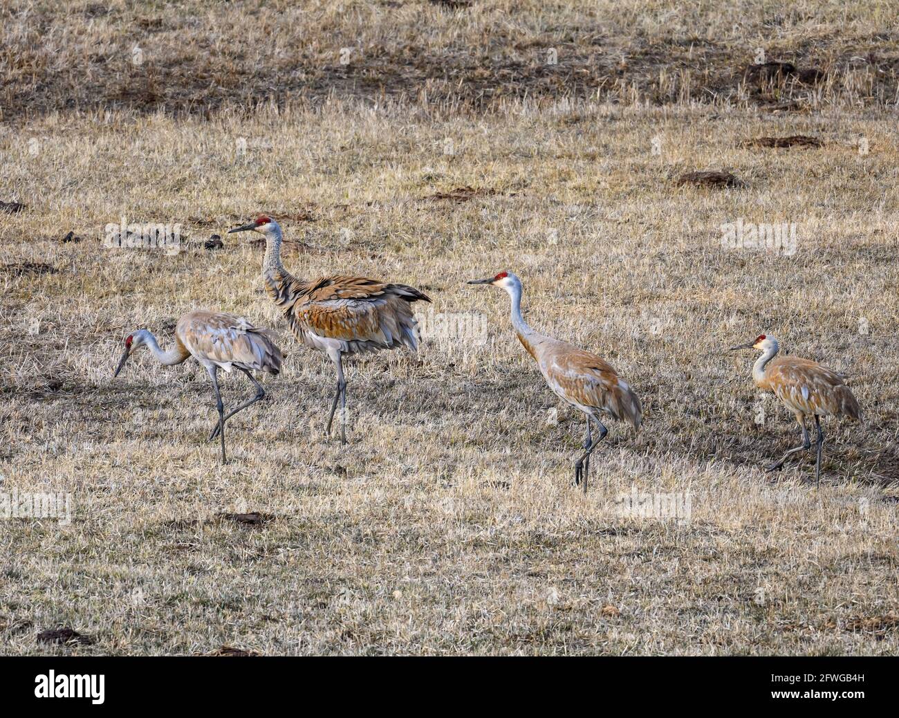 Grues du Canada (Antigone canadensis) en pâturage en champ ouvert. Colorado, États-Unis. Banque D'Images