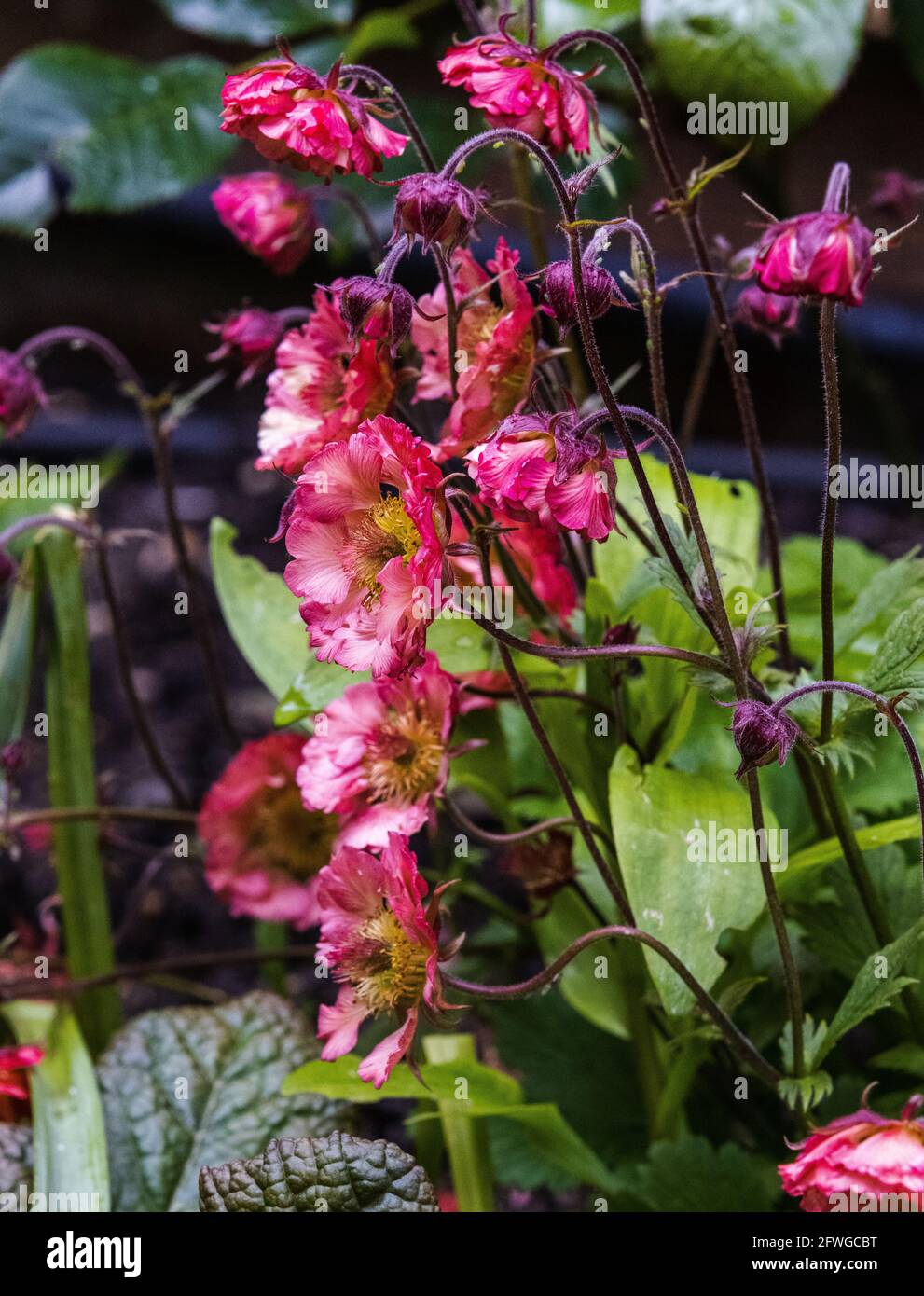 Geum « pétons roses » Banque D'Images