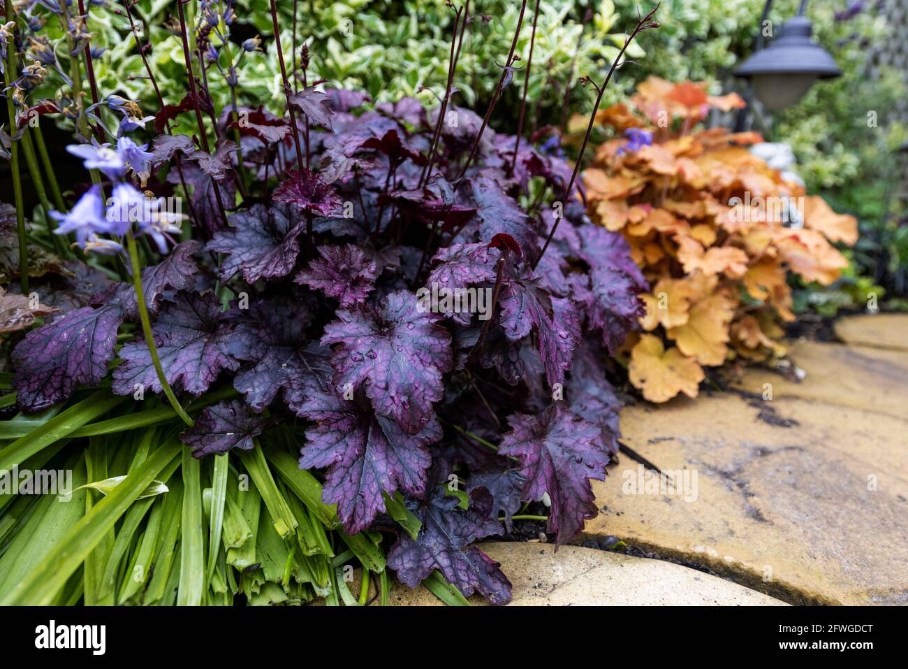 Heuchera « tir de feu » Banque D'Images