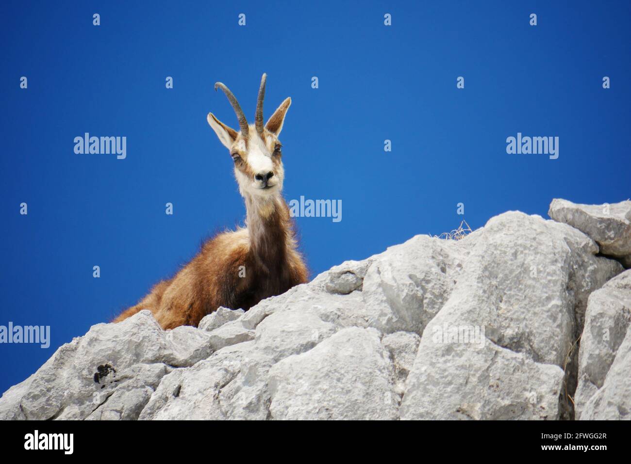 Chamois des Alpes (Rupicapra rupicapra) dans la nature au parc national de Berchtesgaden, Allemagne , Bavière Banque D'Images