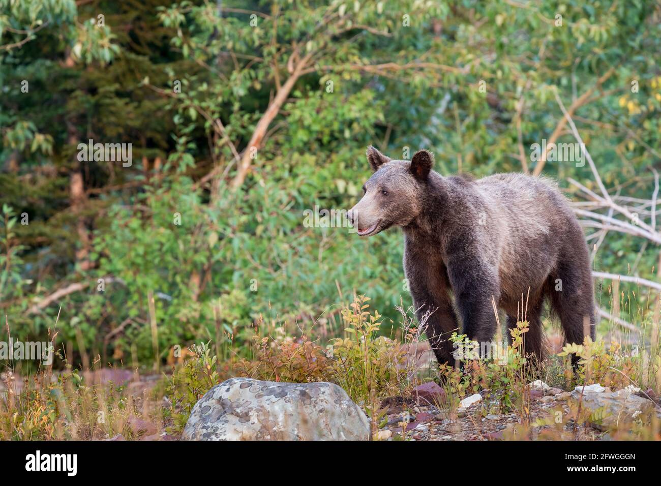 Ours noir américain, Ursus americanus Pallas, parc national des Glaciers, Montana, États-Unis Banque D'Images