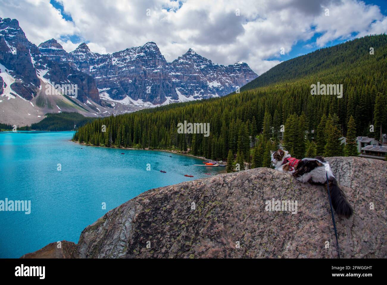 Vue sur le lac Moraine au Canada, Alberta pendant l'été avec des vues spectaculaires sur la montagne, lac turquoise en dessous et chat d'animal de compagnie posé sur la roche dans le cadre. Banque D'Images