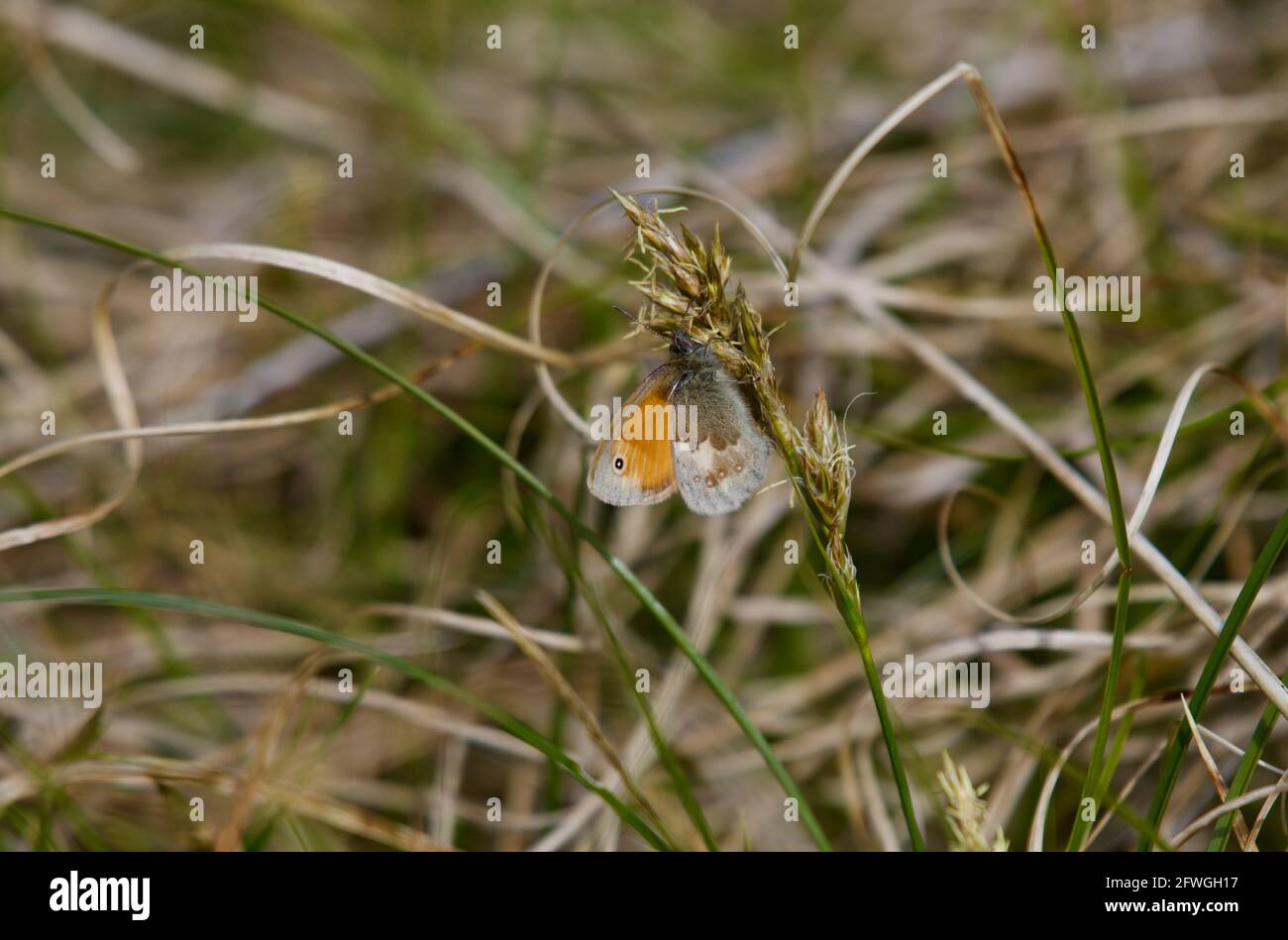Papillon Small Heath Banque D'Images