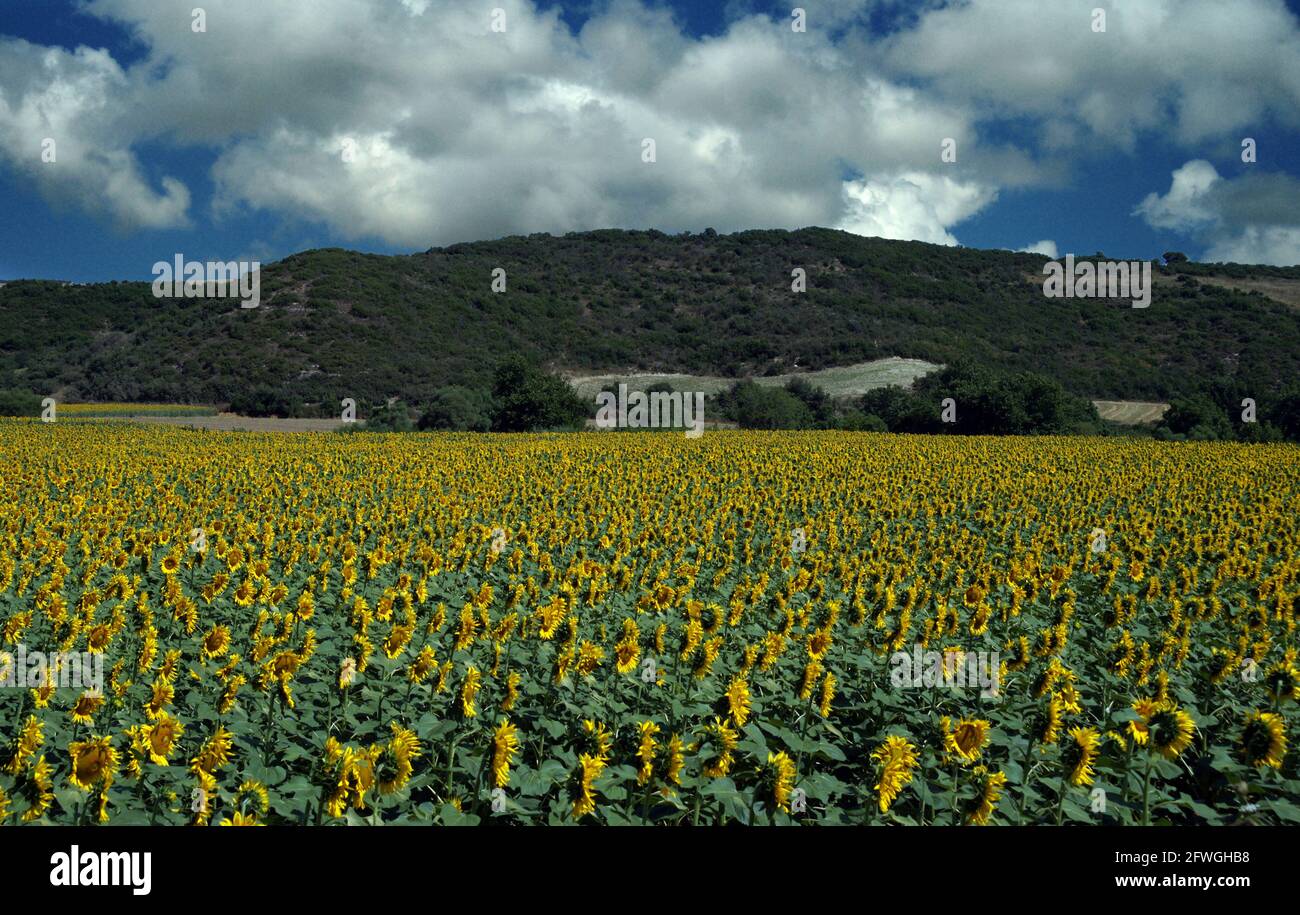 Photo de haute qualité d'un paysage plein de tournesols sous le ciel nuageux en Turquie. Ce cliché réaliste et vibrant reflète l'harmonie parfaite de Banque D'Images