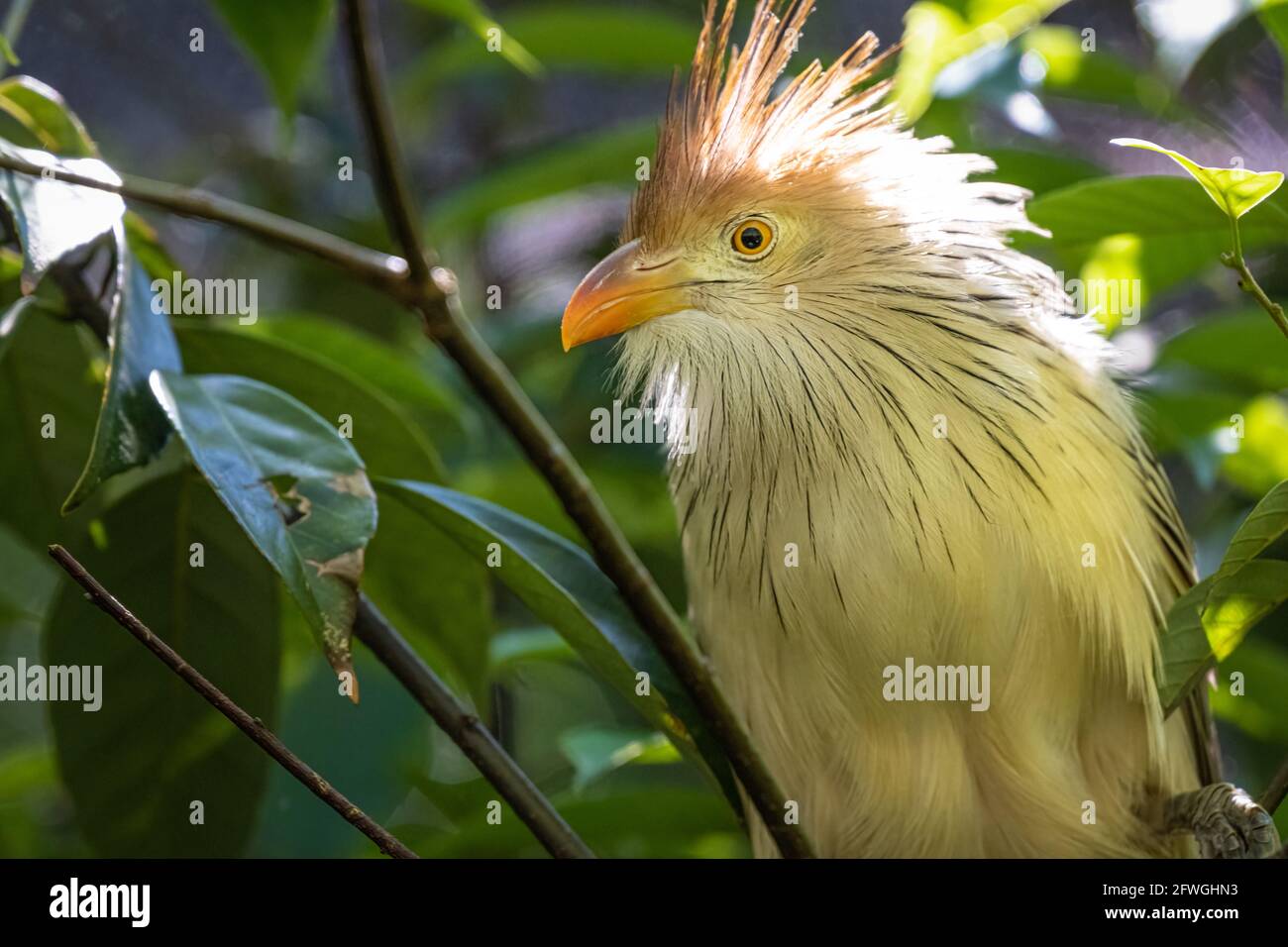 Guira cuckoo (Guira guira), oiseau sud-américain avec une crête orange-rufous, au Zoo Atlanta à Atlanta, Géorgie. (ÉTATS-UNIS) Banque D'Images