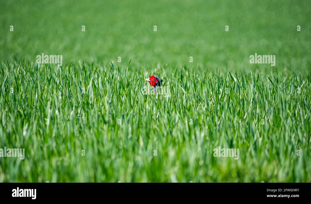 Faisan mâle se cachant dans le champ de récolte de grain vert au soleil, Lothian est, Écosse, Royaume-Uni Banque D'Images