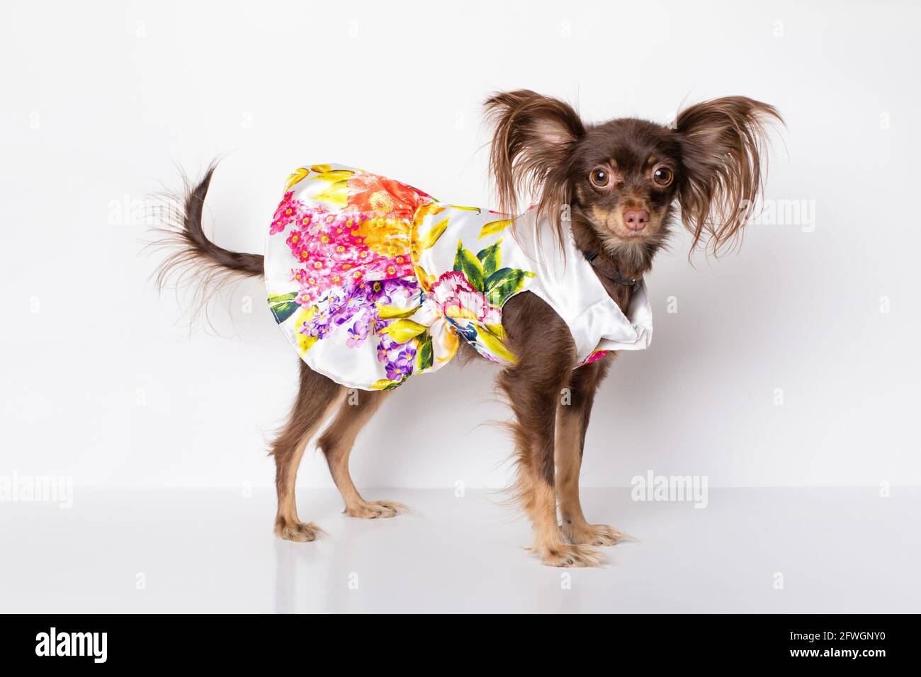 Portrait Toy Terrier chien femelle chiot chocolat rare en robe romantique. Carte postale animaux de compagnie de studio isolée sur fond blanc. Banque D'Images
