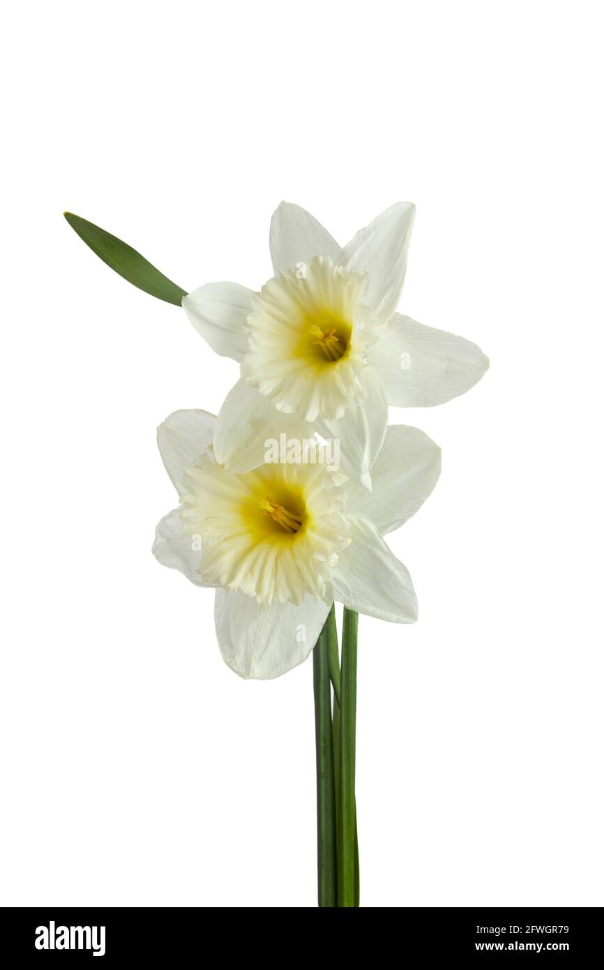 Belles fleurs narcisse isolées sur fond blanc, avec un chemin d'écrêtage inclus. Banque D'Images