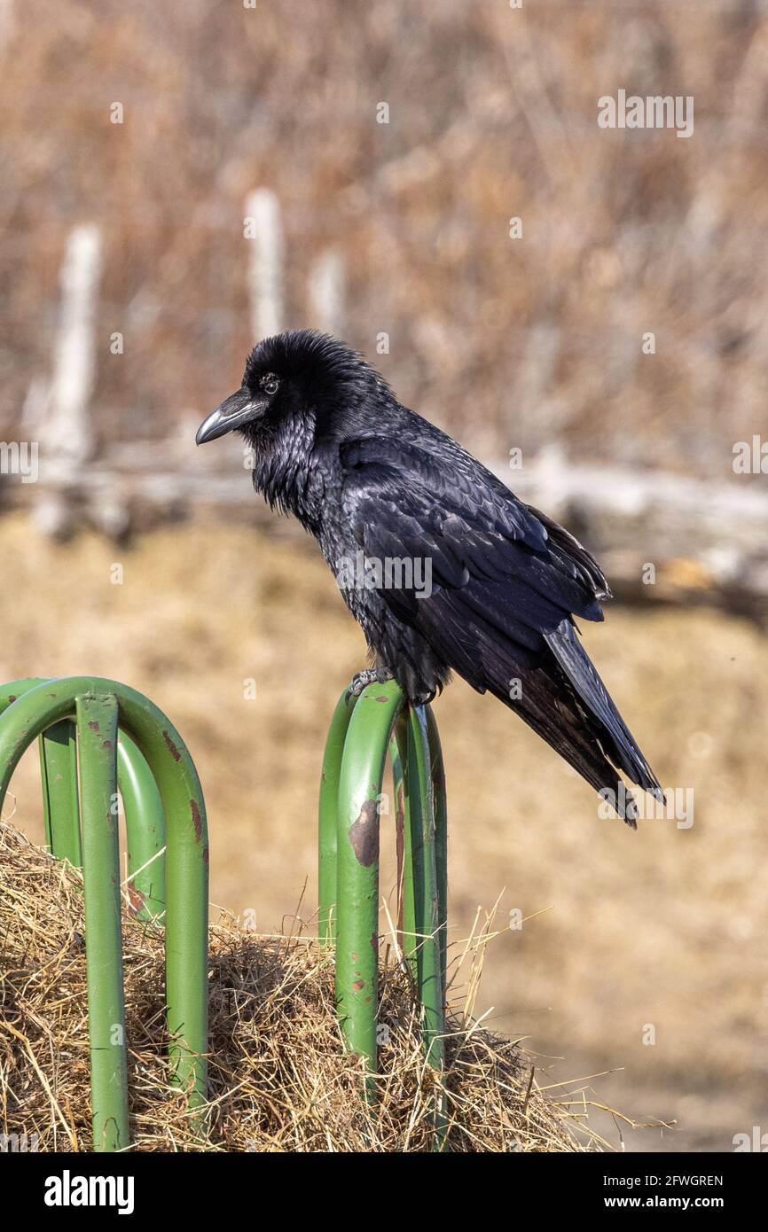 Un Corbeau commun en Alaska Banque D'Images