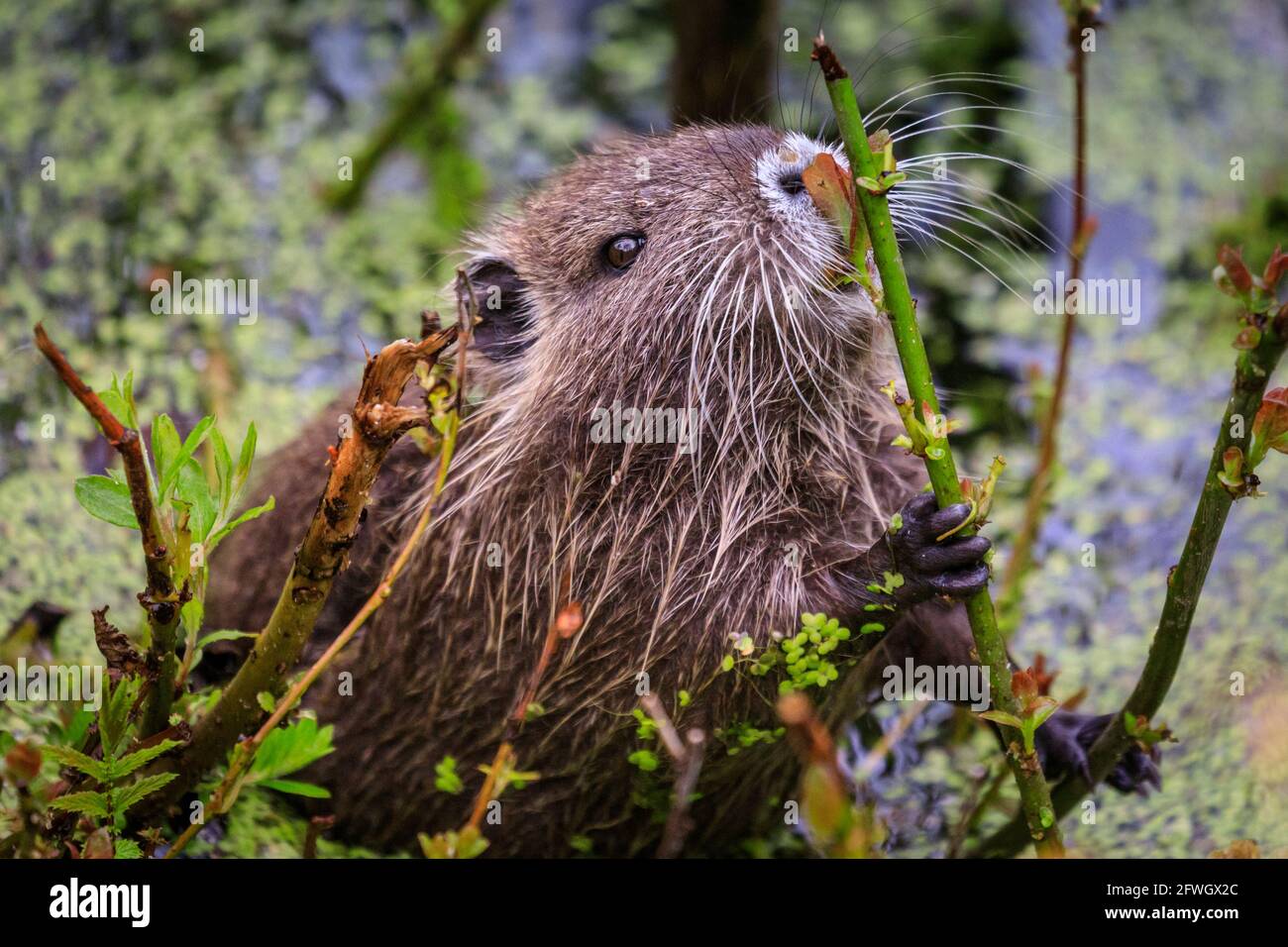 Munster Nrw Allemagne 22 Mai 21 Un Petit Bebe De Coypu Cheeky Munches Sur Les Plantes Au Bord De L Etang Une Famille De Nutriments Sauvages Egalement Appeles Coypu Ou Rat Castor Coypus Munster Nrw Allemagne 22 Mai 21 Un Petit Bebe De Coypu Cheeky Munches Sur Les Plantes Au Bord De L Etang Une Famille De Nutriments Sauvages Egalement Appeles Coypu Ou Rat Castor Coypus