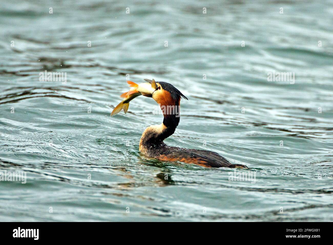La grande Grebe à crête a pris un poisson ide (Podiceps cristatus) photo: Bengt Ekman / TT / code 2706 Banque D'Images
