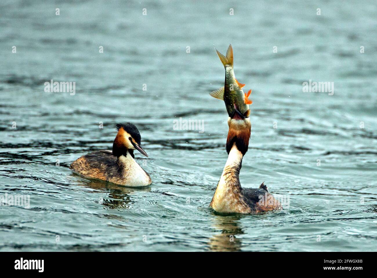La grande Grebe à crête a pris un poisson ide (Podiceps cristatus) photo: Bengt Ekman / TT / code 2706 Banque D'Images