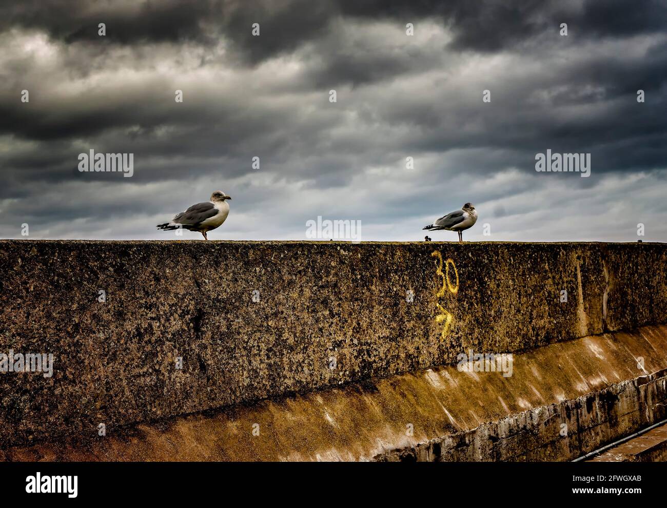 Deux mouettes sur le mur du port à Seahouses, Northumberland Banque D'Images