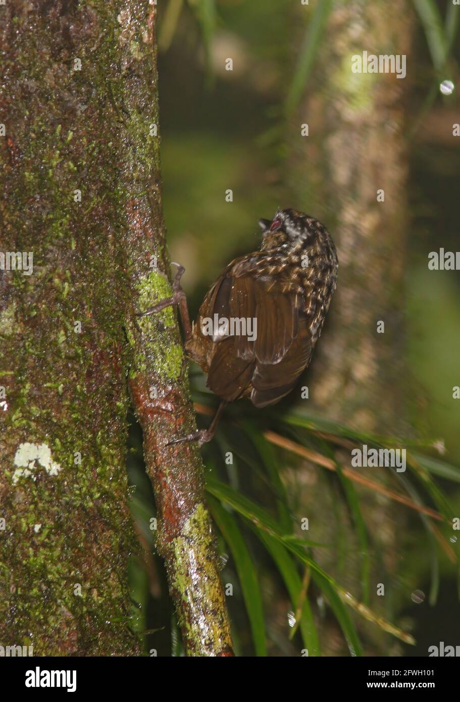 Wren-Babbler de montagne (Turdinus crassus) adulte perchée sur le flanc de l'arbre (Bornean endémique) Kinabalu NP, Sabah, Bornéo Janvier Banque D'Images