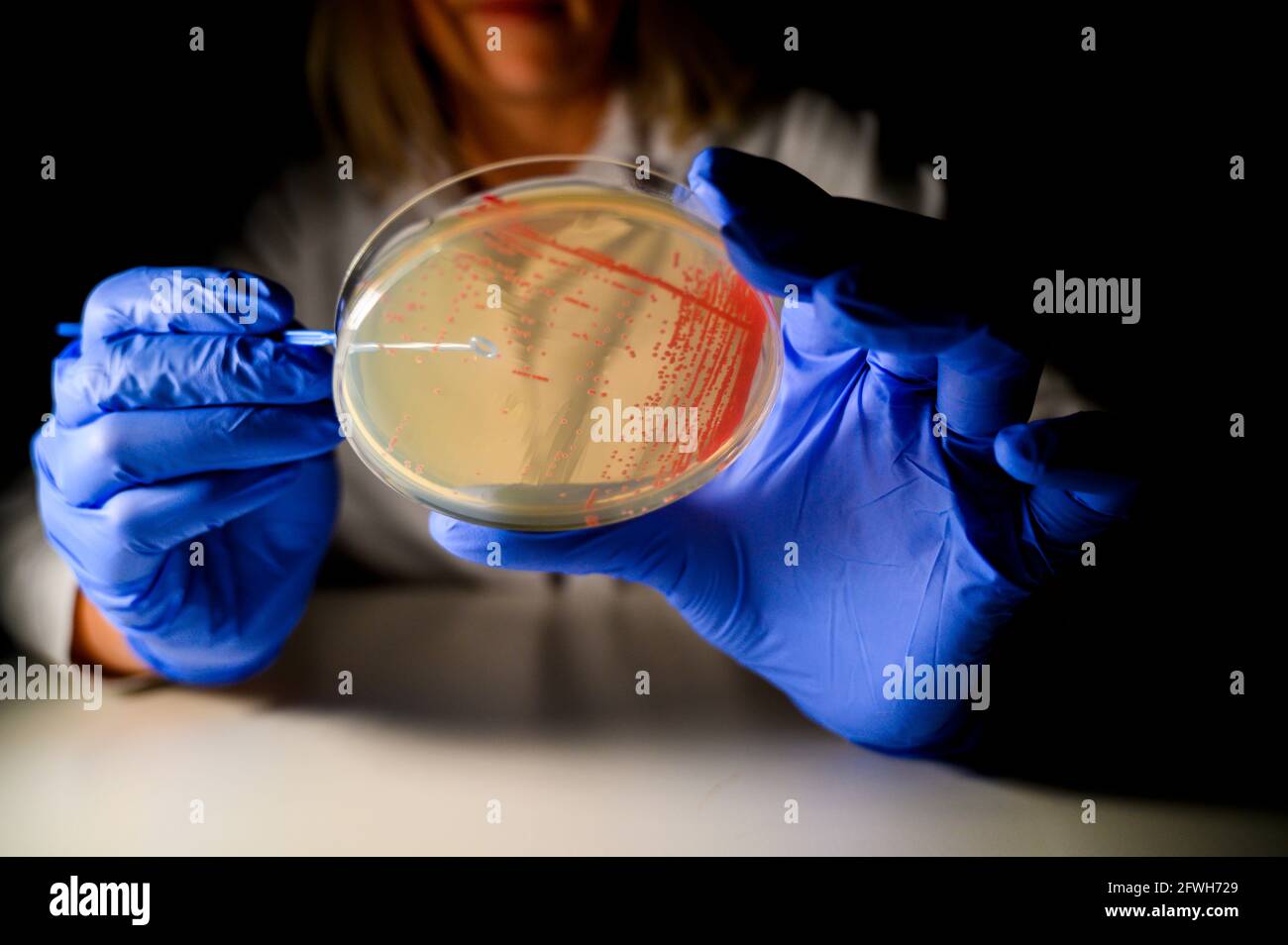 Happy Female Reasercher ramasser une colonie d'une bactérie rouge culture à partir d'une plaque gélosée dans un laboratoire de biologie moléculaire pour l'isolement de Banque D'Images