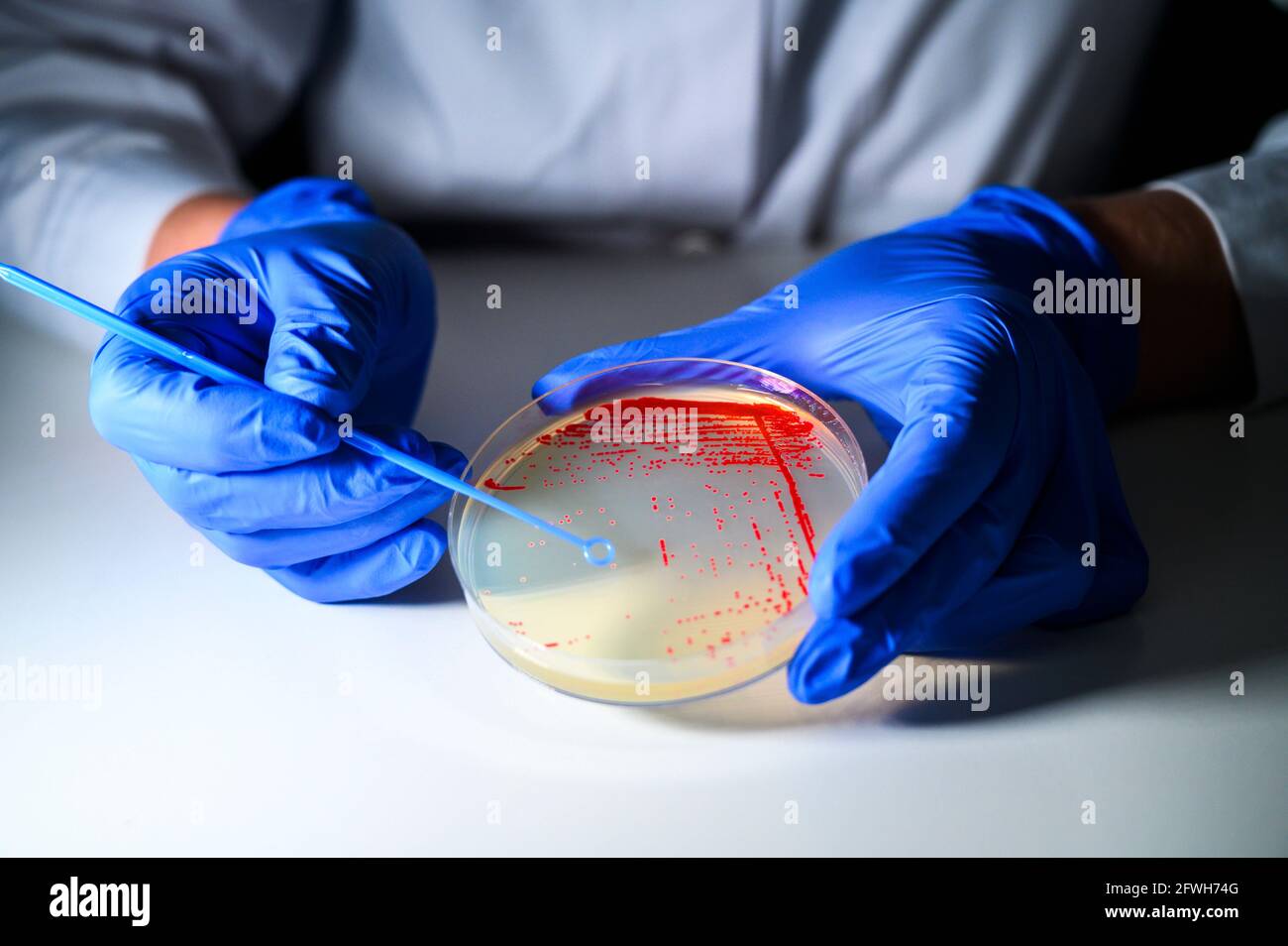 Reasercher ramassant une colonie d'une culture bactérienne rouge de plaque de gélose portant des gants dans un laboratoire de biologie moléculaire pour l'isolement de la drogue res Banque D'Images