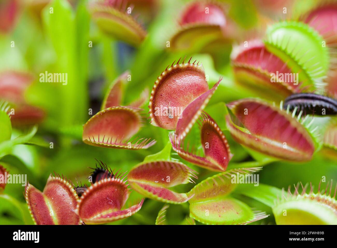 Usine de dionée (Dionaea muscipula) - USA Banque D'Images