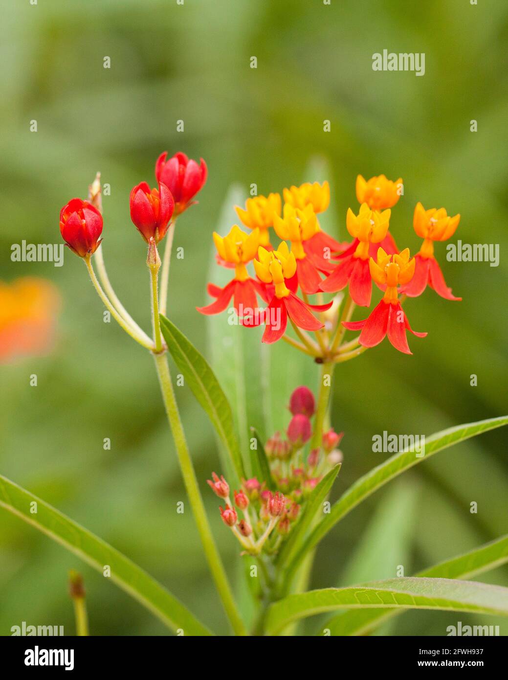 Fleurs de milkaded tropicales (Asclepias curassavica) alias fleur de sang, buisson de coton, hierba de cucaracha, herbe de papillon mexicaine, laque de scarlet Banque D'Images