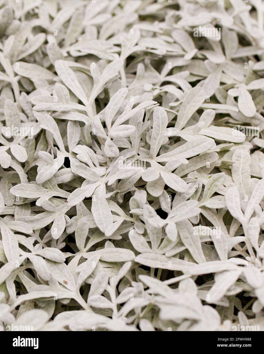 Usine Artemisia de Brocade argenté (Artemisia stelleriana) - États-Unis Banque D'Images