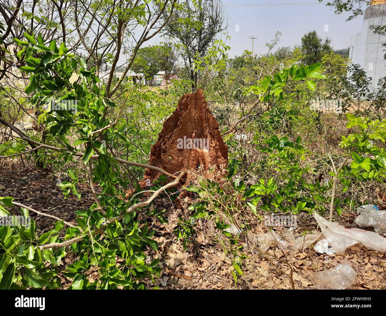 Gros plan d'anthill ou de hutta dans la forêt indienne ou dans un champ vide près de Bangalore, Karnataka Banque D'Images