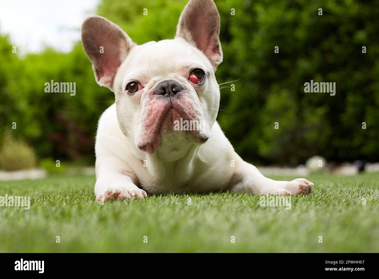 Bulldog français avec membrane nictitante Banque D'Images