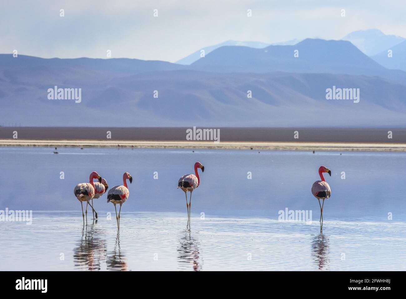 Lac avec flamants roses andins haut dans les Andes, le désert d'Atacama, le Chili, près des volcans Ojos del Salado et Tres Cruces Banque D'Images