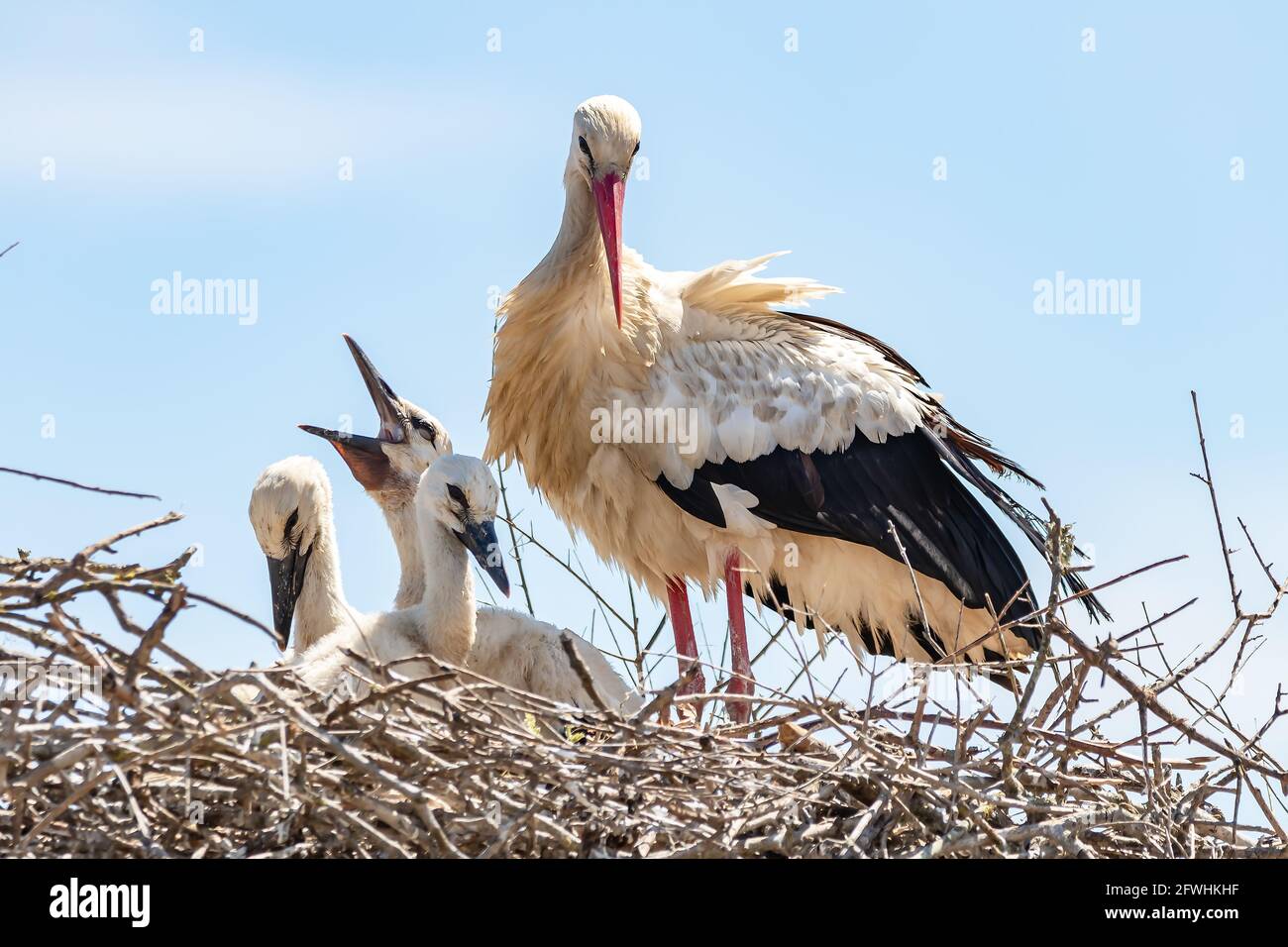 Ciconie blanche, Ciconia ciconia, dans le nid avec ses poussins Banque D'Images