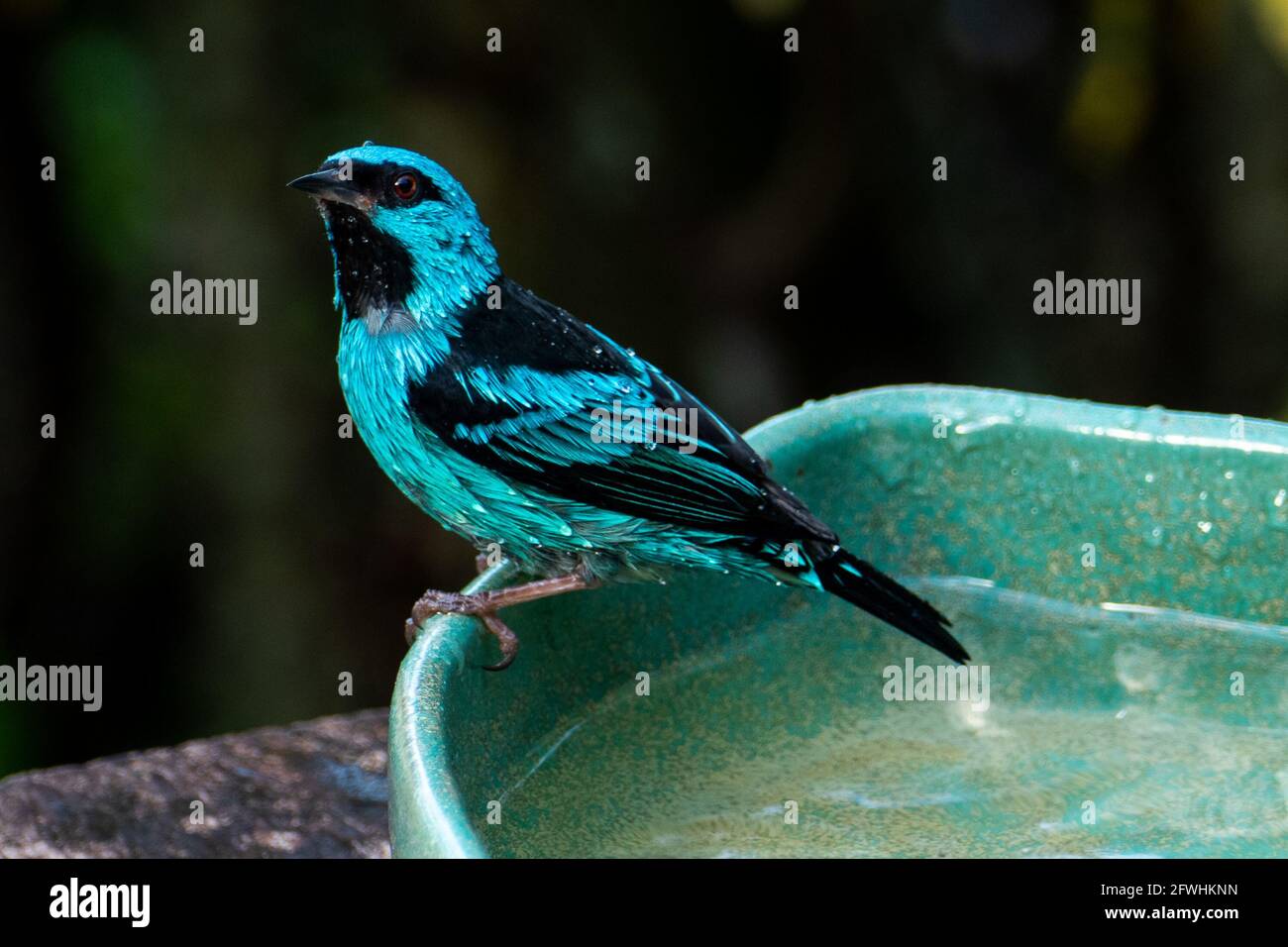 Les dacnis bleus (dacnis cayana) dans la forêt atlantique Banque D'Images