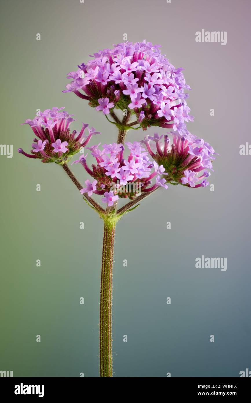 Vue macro de Verbena bonariensis, une fleur vivace courante utilisée dans le jardinage. Banque D'Images