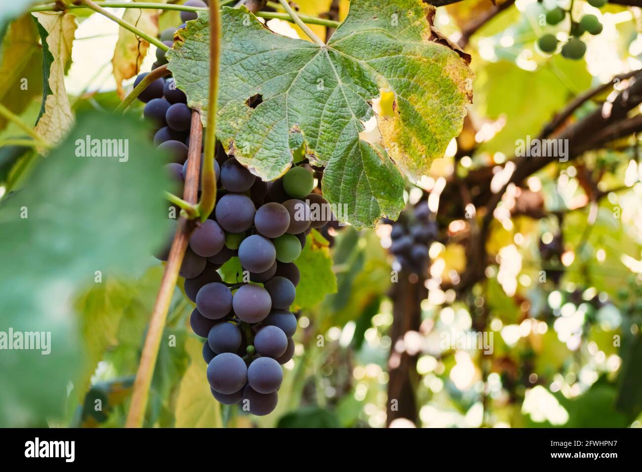 Raisins bleus à l'automne dans le vignoble. Isabella variété de raisin. Banque D'Images