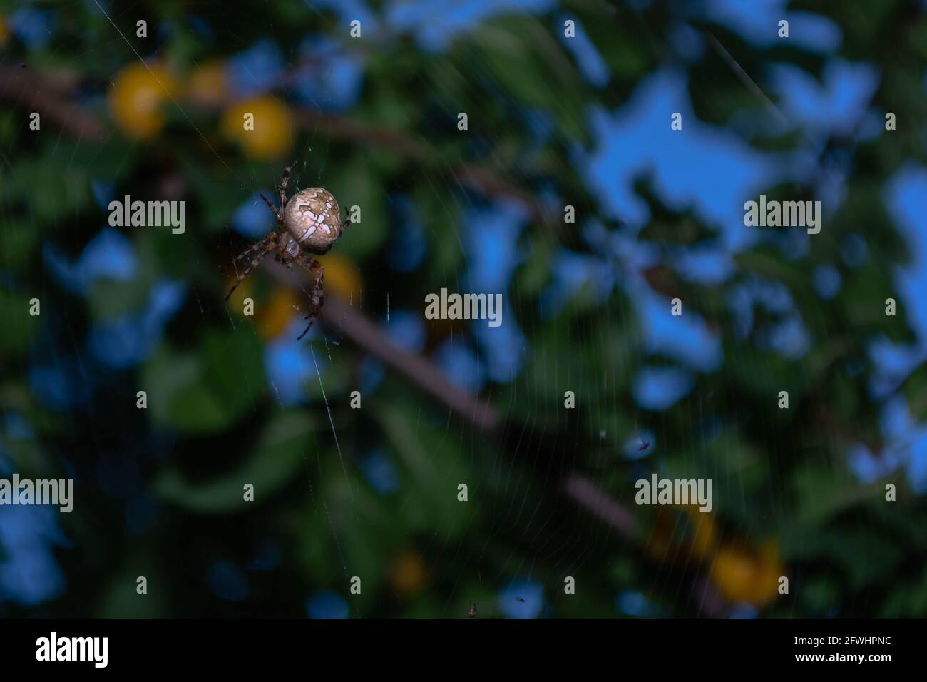 Une araignée croisée marche sur une toile dans le jardin. Banque D'Images