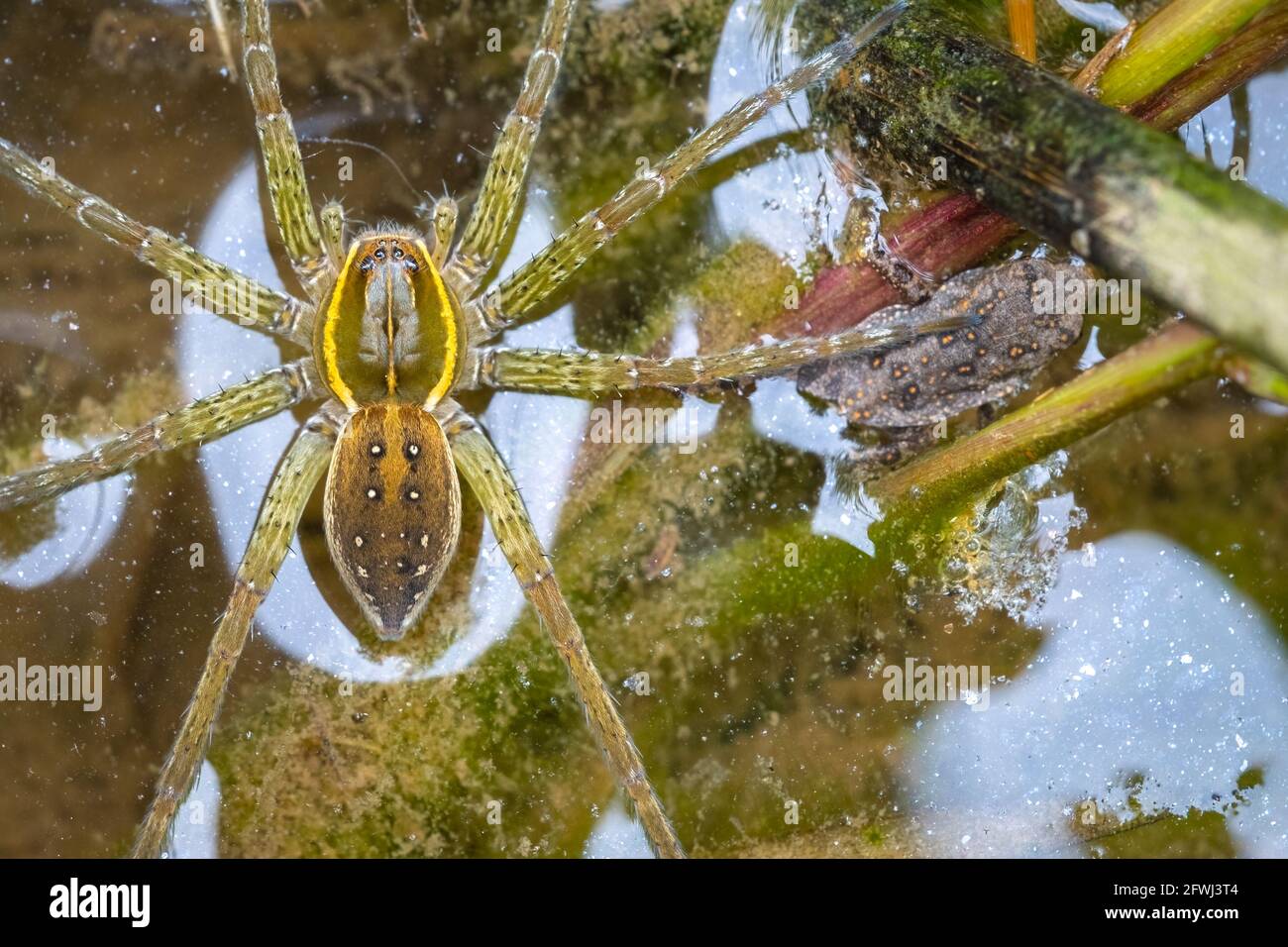 Une araignée de pêche à six points à la surface de l'eau, atteignant une jambe pour se reposer sur une petite proie de toad...it's. Raleigh, Caroline du Nord. Banque D'Images