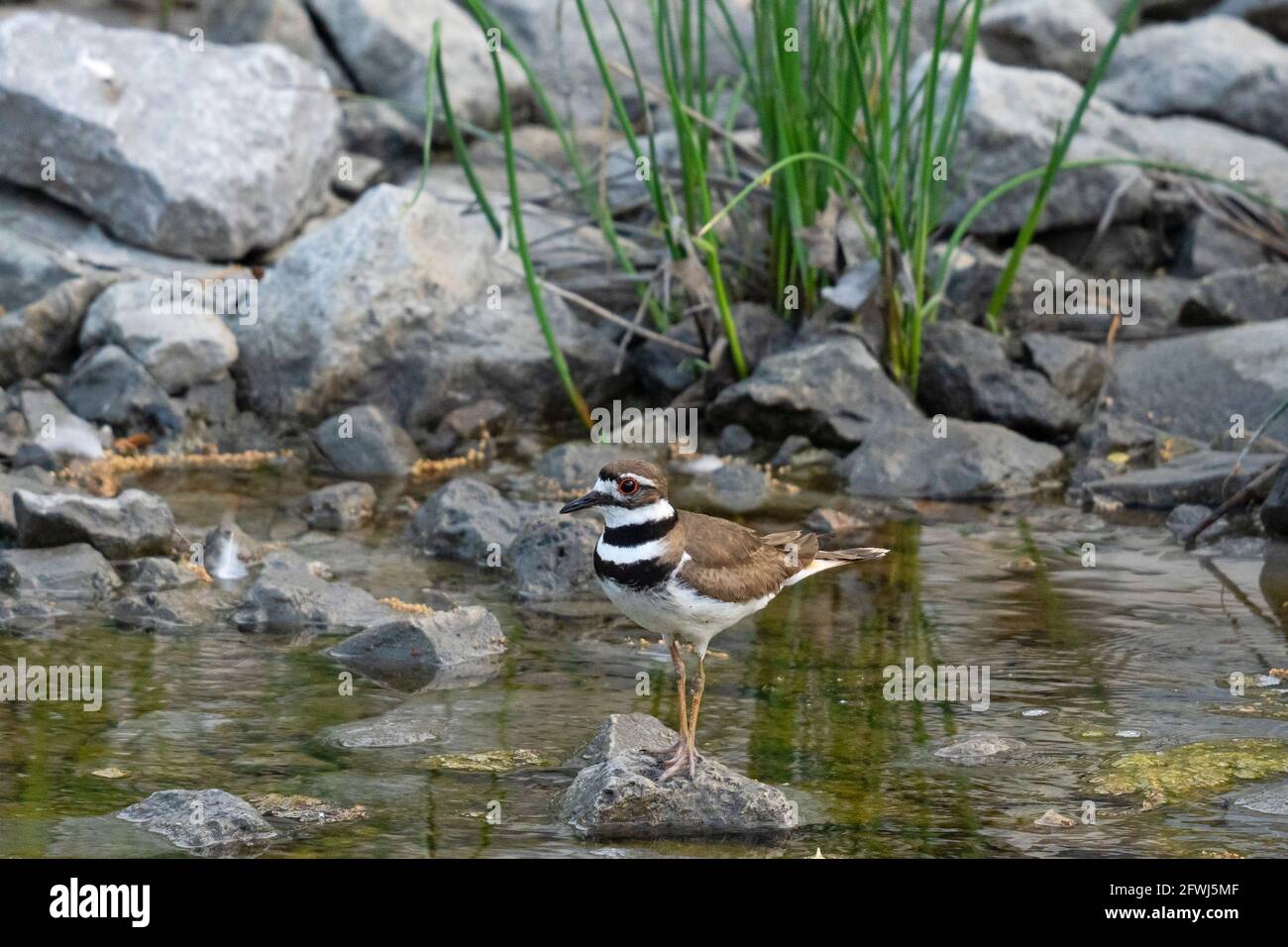 Killdeer, (Charadrius vociferus), oiseau perché sur une roche dans des eaux peu profondes d'un ruisseau Banque D'Images