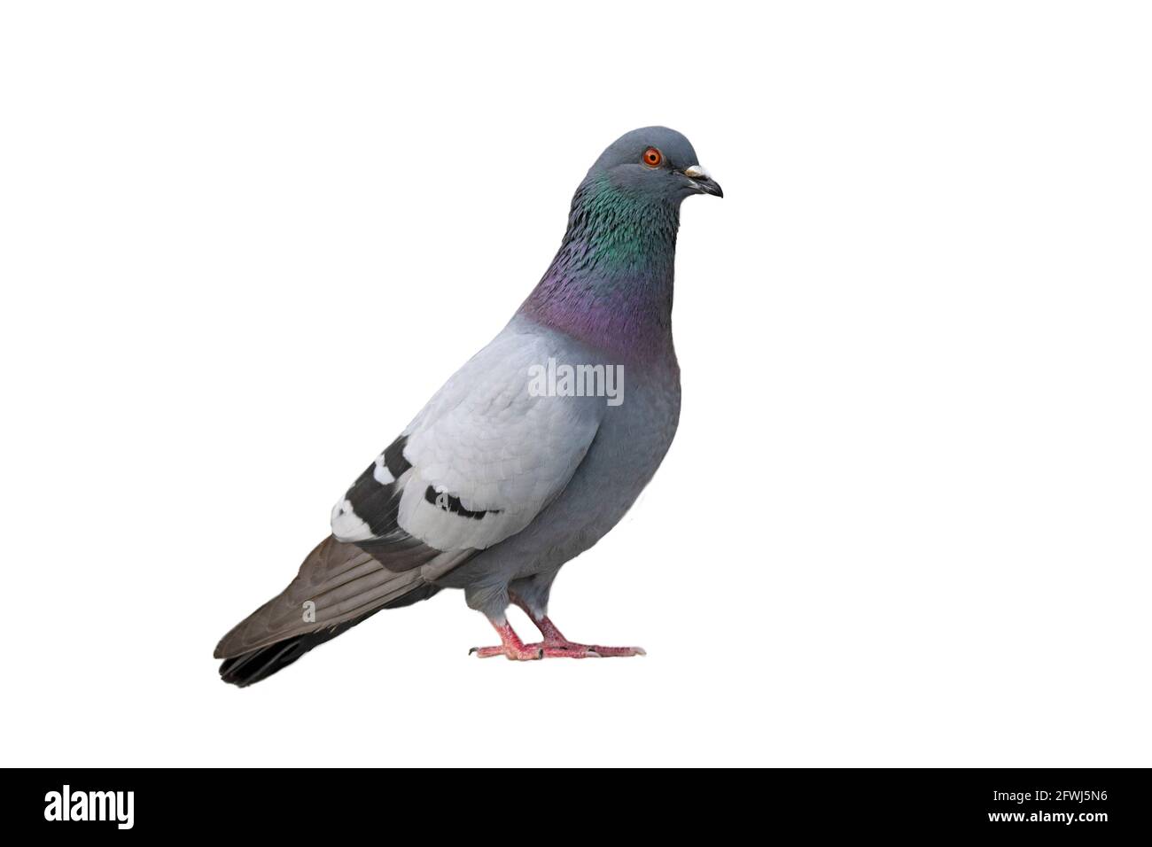 Pigeon sauvage, pigeon noir, sur fond blanc (Columba livia domestica), Dove de la ville Banque D'Images