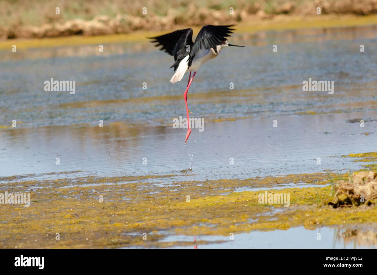 Pilotis à ailes noires prenez l'avion de l'eau Banque D'Images