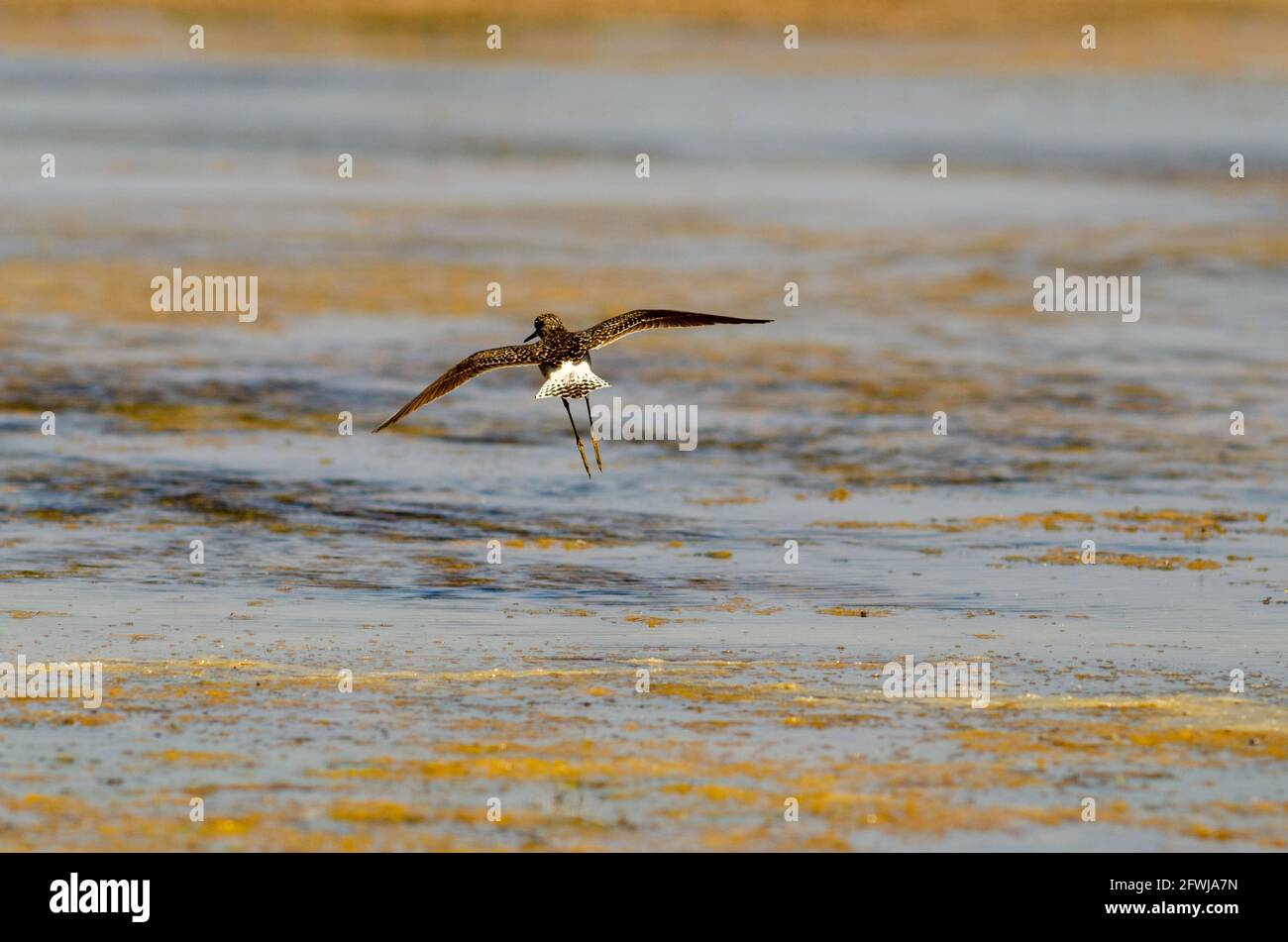 WESTERN Sandpiper Calidris mauri Banque D'Images