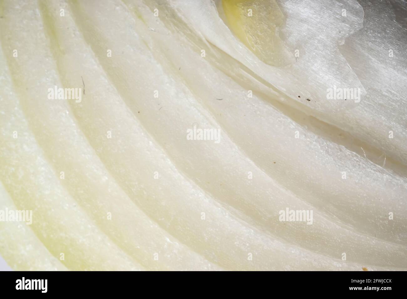 Macro photo d'une partie d'oignon. Détail des RAW du motif de coupes. Banque D'Images