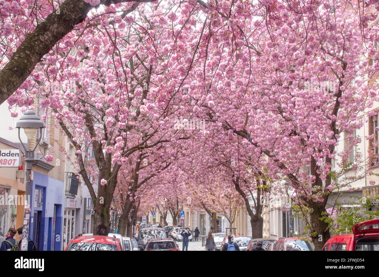 Bonn Alrstadt, Kirscheblüten Banque D'Images