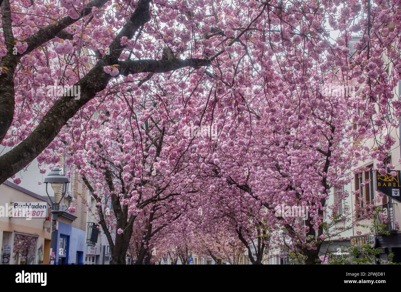 Bonn Alrstadt, Kirscheblüten Banque D'Images