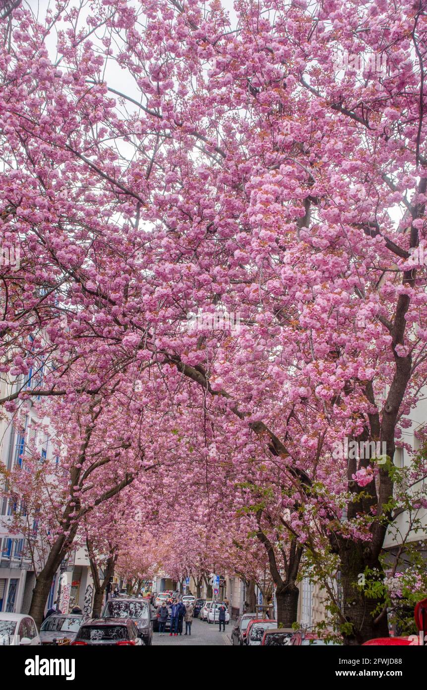 Bonn Alrstadt, Kirscheblüten Banque D'Images