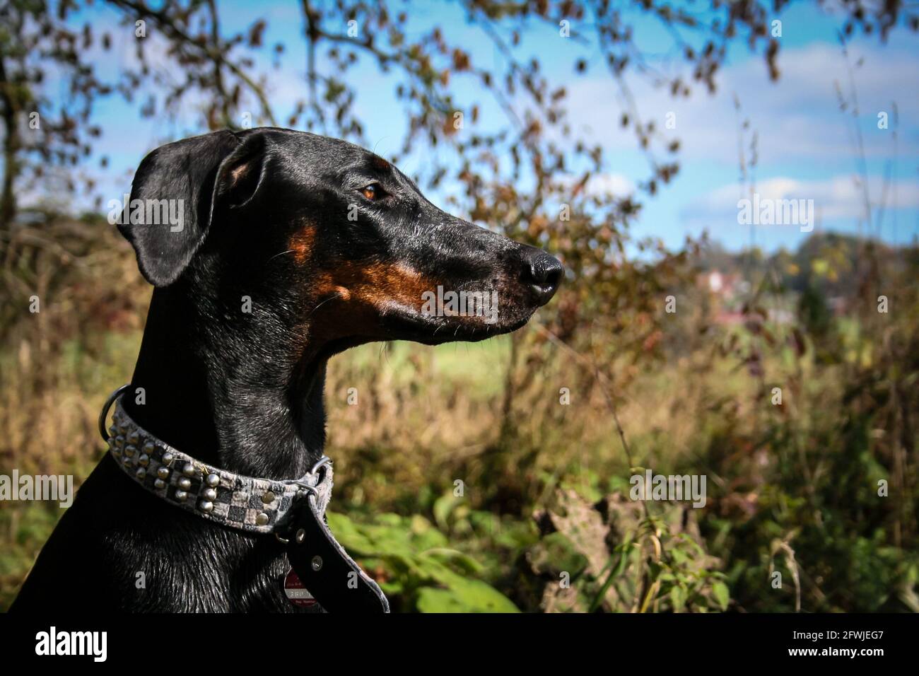 Dobermann Banque D'Images