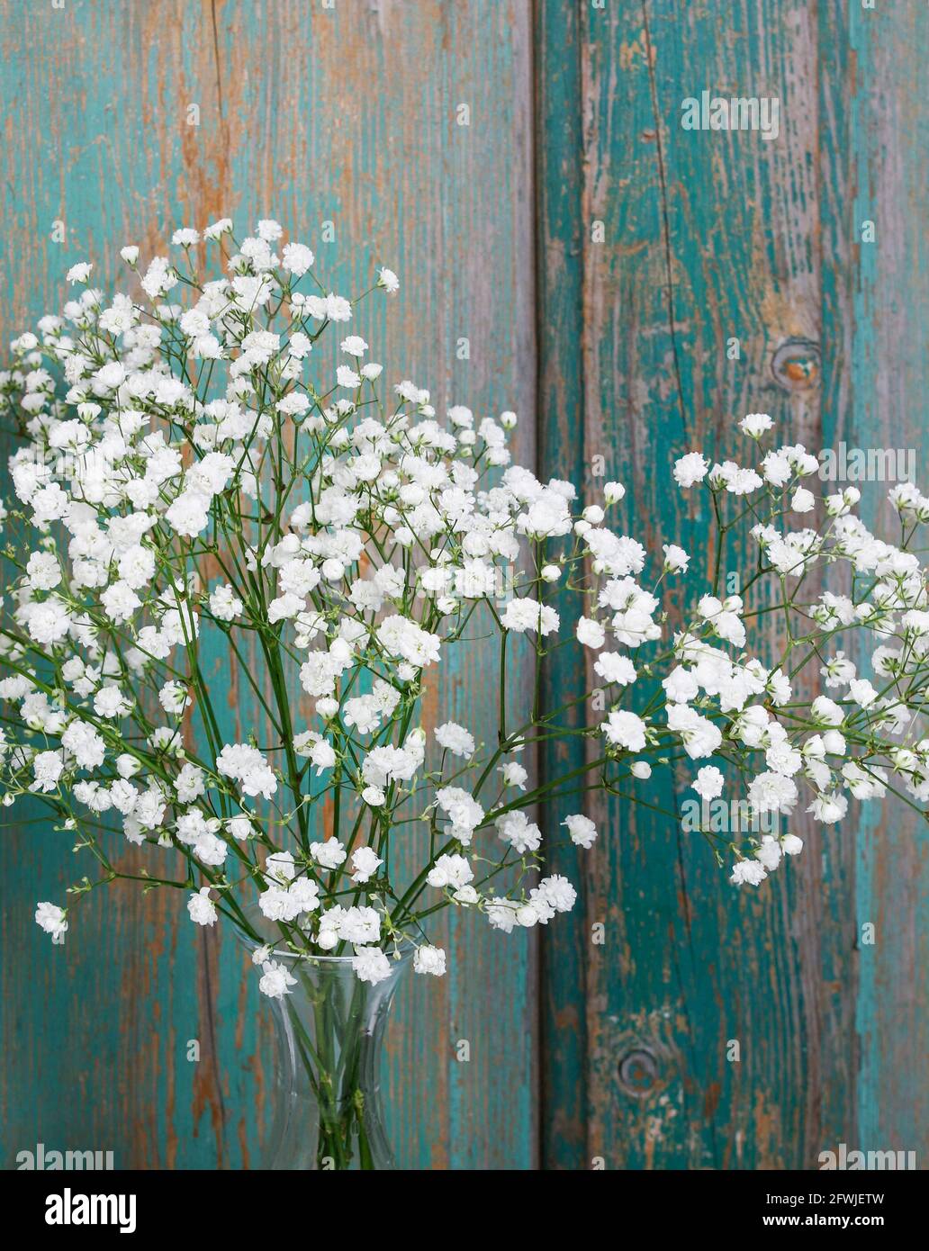 Souffle du bébé (gitsophilia paniculata) Banque D'Images