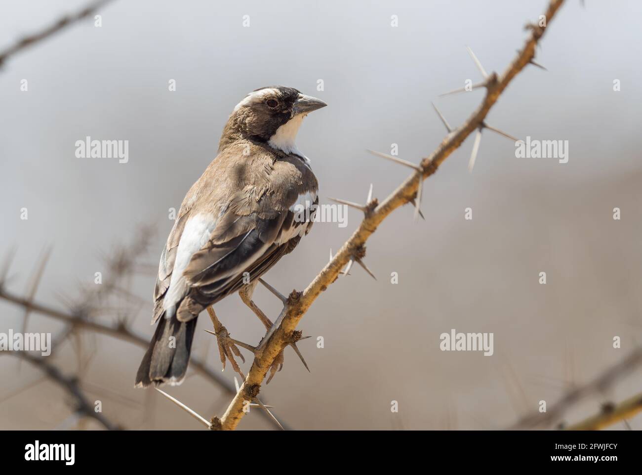 Sparrow-weaver brun blanc - Pocepasser mahali, tisserand brun et blanc provenant de jardins, buissons et bois africains, lac Ziway, Éthiopie. Banque D'Images