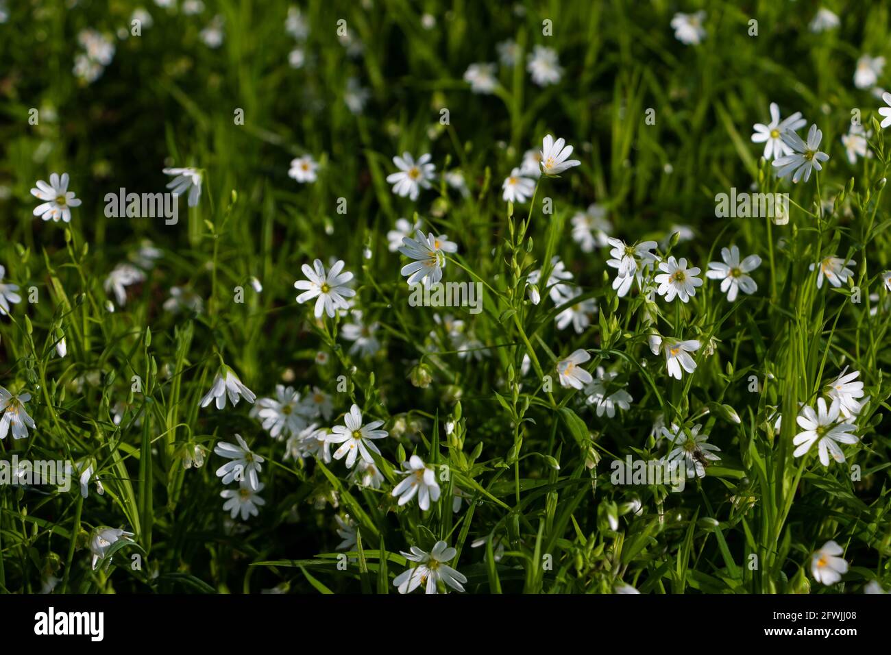 Floraison plus grande millepertuis dans le paysage de la province d'Overijssel, région de Twente, pays-Bas Banque D'Images