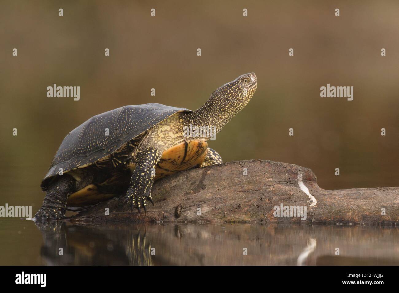 Tortue d'étang européenne sur une branche dans l'eau Banque D'Images