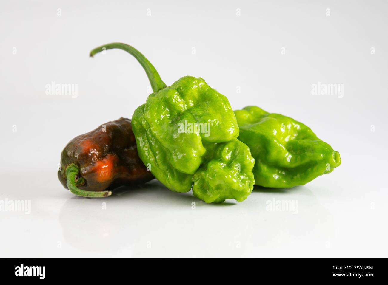 Piment naga vert et mûr super chaud sur fond blanc. Capsicum chinense. Le piment de Naga Morich est extrêmement chaud, mais a une saveur tout à fait unique. Banque D'Images