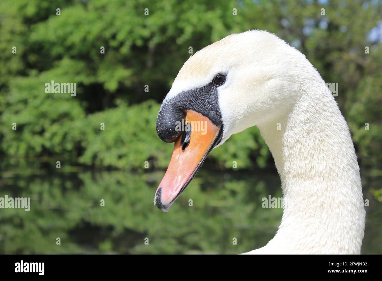 Mute Swan - Cygnus olor - CoB Banque D'Images