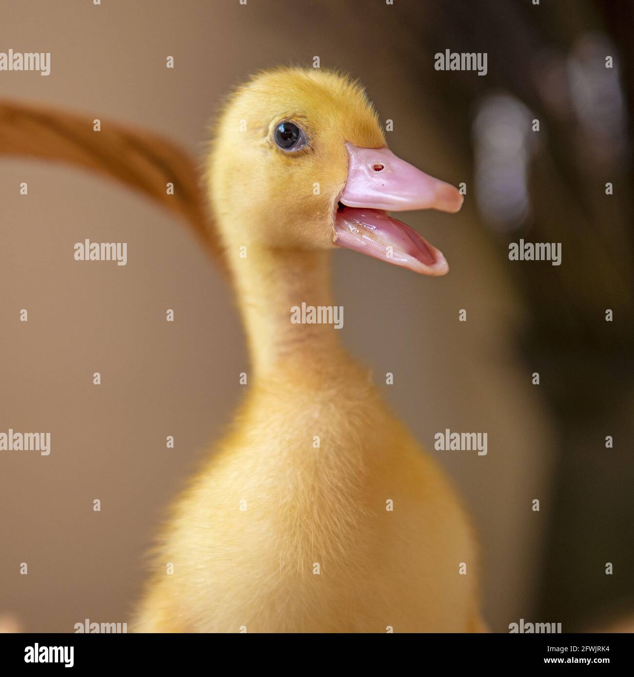 Petit Canard Banque D'Images