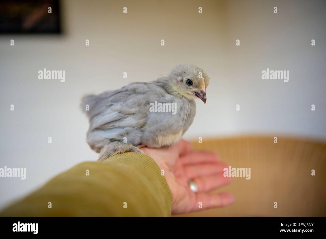 poulet en pet sur le bras du propriétaire Banque D'Images